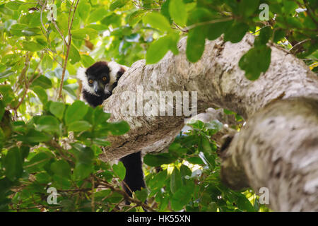 Noir et blanc de la gélinotte lemur (Le Varecia variegata), Madagascar Banque D'Images