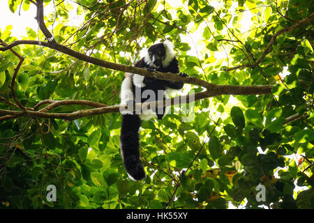 Noir et blanc de la gélinotte lemur (Le Varecia variegata), Madagascar Banque D'Images