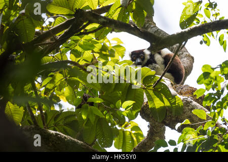 Noir et blanc de la gélinotte lemur (Le Varecia variegata), Madagascar Banque D'Images