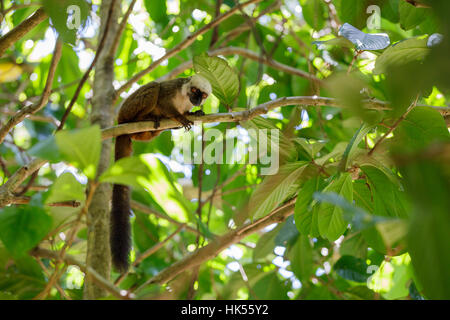 Homme à tête de lémurien (Eulemur albifrons) sur une branche à Madagascar nature sauvage. Nosy Mangabe réserve forestière. La faune de Madagascar Banque D'Images