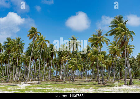 La palmeraie de atoll de Rangiroa, Tuamotu, Polynésie Française Banque D'Images