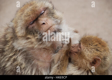 Barbary singes Macaca sylvanus Azrou Maroc Banque D'Images