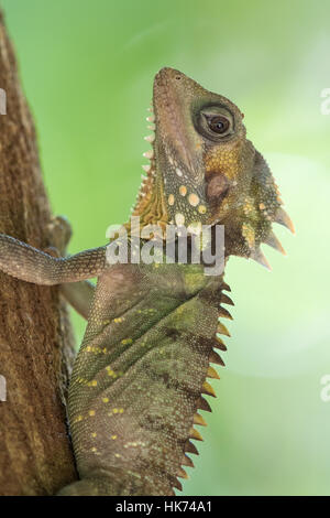 Boyd's Forest Dragon (Hypsilurus boydii) Banque D'Images