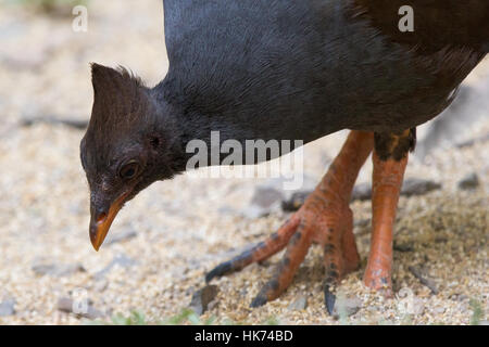 Les putois d'Scrubfowl Orange (Megapodius reinwardt) Banque D'Images