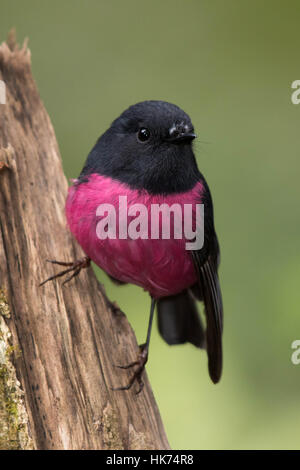 Robin rose mâle (Petroica rodinogaster) Banque D'Images