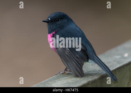 Robin rose mâle (Petroica rodinogaster) Banque D'Images