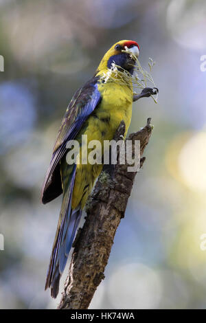 Rosella Platycercus caledonicus (vert) de manger une branche de fleurs Banque D'Images