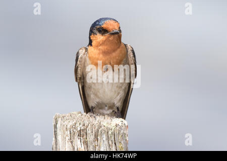 Hirondelle rustique (Hirundo neoxena Welcome) Banque D'Images