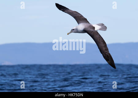 Albatros timide (Thalassarche cauta) en vol Banque D'Images