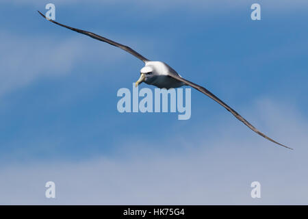 Albatros timide (Thalassarche cauta) en vol Banque D'Images