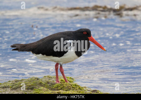 L'Huîtrier pie (Haematopus longirostris) Banque D'Images