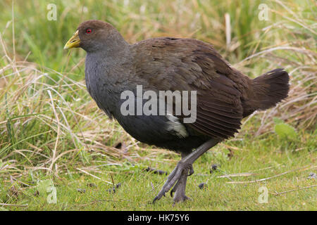 Originaire de Tasmanie-hen (Tribonyx mortierii) marcher sur l'herbe Banque D'Images