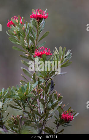 Waratah de Tasmanie (Telopea truncata) fleurs Banque D'Images