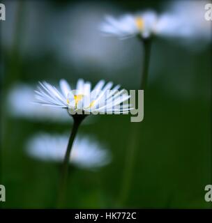 Gros plan d'une fleur Daisy tourné en Shepperton U.K. Banque D'Images