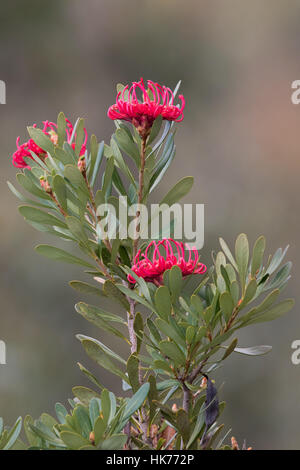 Waratah de Tasmanie (Telopea truncata) fleurs Banque D'Images