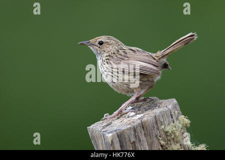 (Calamanthus Fieldwren strié fuliginosus) perché sur le haut d'un fencepost Banque D'Images