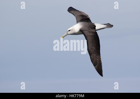 Albatros timide (Thalassarche cauta) en vol Banque D'Images