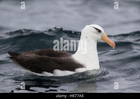 De l'albatros de Campbell adultes (Thalassarche impavida) nager à la surface de l'océan Banque D'Images