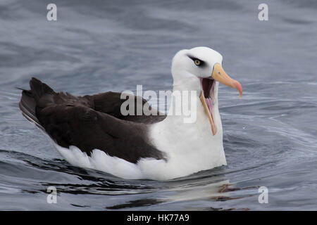 De l'albatros de Campbell adultes (Thalassarche impavida) nager à la surface de l'eau avec un crochet de poisson coincé dans sa bouche Banque D'Images