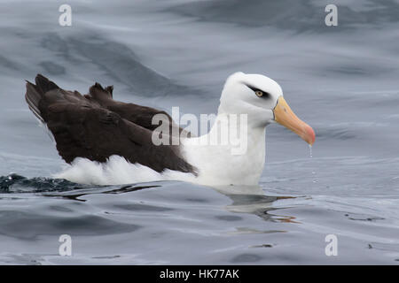 De l'albatros de Campbell adultes (Thalassarche impavida) nager à la surface de l'océan Banque D'Images