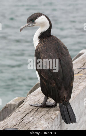 Black-faced Cormorant (Phalacrocorax fuscescens) assis sur un quai de pêche Banque D'Images