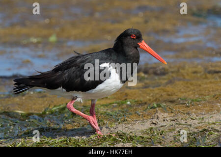 L'Huîtrier pie (Haematopus longirostris) sur un rivage boueux Banque D'Images