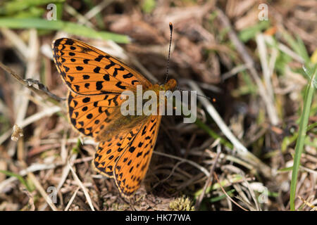 Pearl-bordé fritillary (Clossiana euphrosyne) Banque D'Images