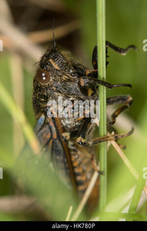 Nouvelle Forêt Cigale (Cicadetta montana) Banque D'Images