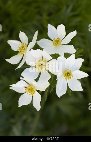 Anémone à fleurs de Narcisse (Anemone narcissiflora) fleurs Banque D'Images