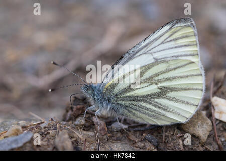 Blanc veiné foncé (Pieris bryoniae) papillon se nourrit de minéraux à partir de sols humides Banque D'Images