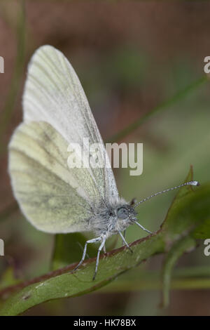 Petite montagne White (Pieris ergane) reposant sur une feuille Banque D'Images