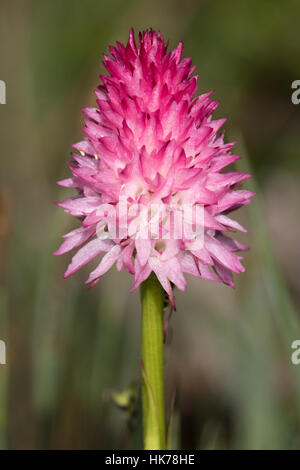 Orchidée vanille noire (Nigritella nigra) flower Banque D'Images