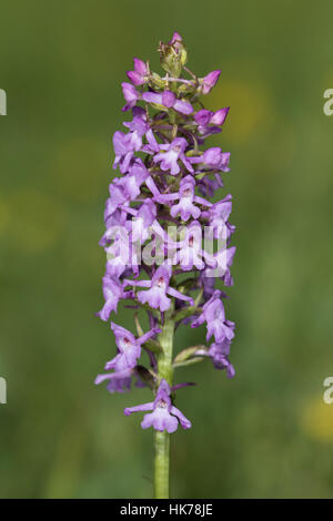 Orchidée parfumée (Gymnadenia conopsea) Banque D'Images