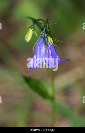 (Campanule à larges feuilles Campanula rhomboidalis) Banque D'Images