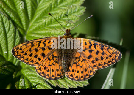 Pearl-bordé fritillary (Clossiana euphrosyne) papillon au soleil Banque D'Images