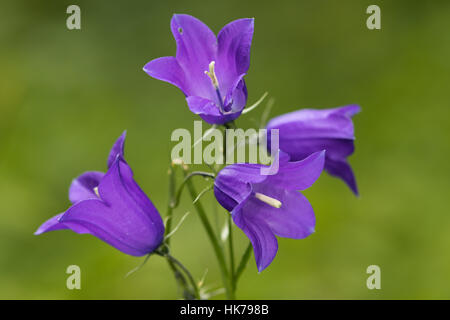 (Campanule à larges feuilles Campanula rhomboidalis) Banque D'Images