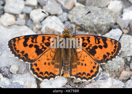 Spotted fritillary (Melitaea didyma) reposant sur le gravier Banque D'Images