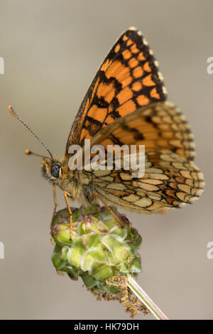 Fritillary (Melitaea phoebe centaurée) reposant sur une seedhead Banque D'Images