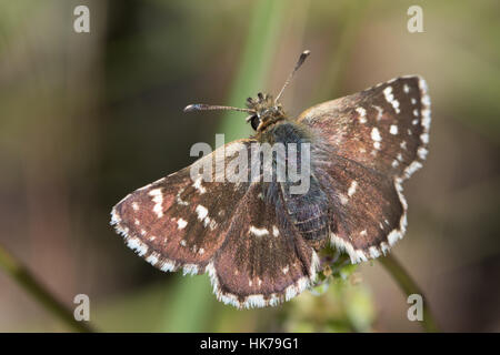 Ailes rouges Skipper (Spialia sertorius) papillon au soleil Banque D'Images