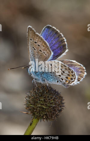 Les Idas Plebejus idas (bleu) reposant sur un papillon seedhead Banque D'Images