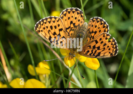 Pearl-bordé fritillary (Clossiana euphrosyne) se nourrissant d'un trèfle (fleur de lotus sp.) Banque D'Images