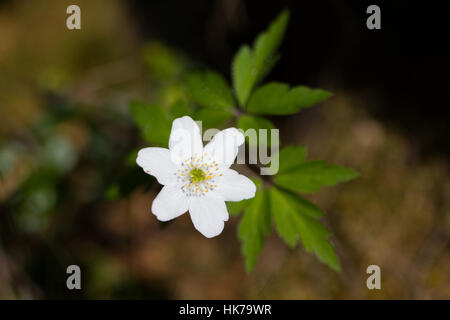 Anémone des bois (Anemone nemorosa) flower Banque D'Images