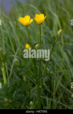 Renflée (Ranunculus bulbosus) Banque D'Images