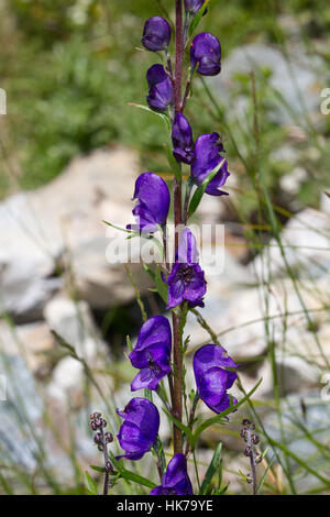 Moines-hood (Aconitum napellus agg, fleurs) Banque D'Images