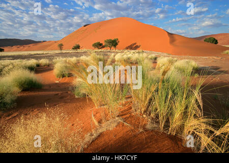 Désert, désert, Namibie, dune, paysage, paysage, campagne, nature, Banque D'Images