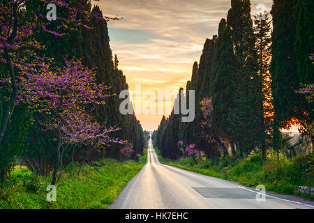 Cyprès de Provence célèbre paysage arbres boulevard tout droit. Monument de la maremme, Toscane, Italie, Europe. Ce boulevard est célèbre pour Carducci poème. Banque D'Images