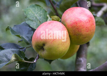 Malus domestica 'Annie Elizabeth'. Pommes sur un arbre. Banque D'Images