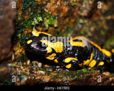 L'animal, cave, salamander, humides, macro, close-up, Close up, admission macro Banque D'Images