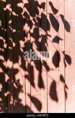 Les ombres des feuilles sur le mur en bois Banque D'Images
