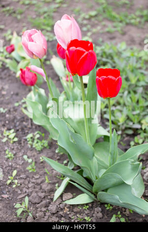 Deux fleurs de tulipes roses et rouges dans le jardin en fleurs de printemps. Banque D'Images